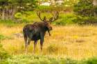 USA, Wyoming, Medicine Bow National Forest. Bull moose in field. Art Print